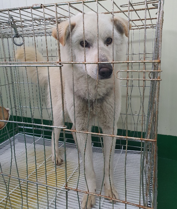 공주시 동물보호소_444450202300084